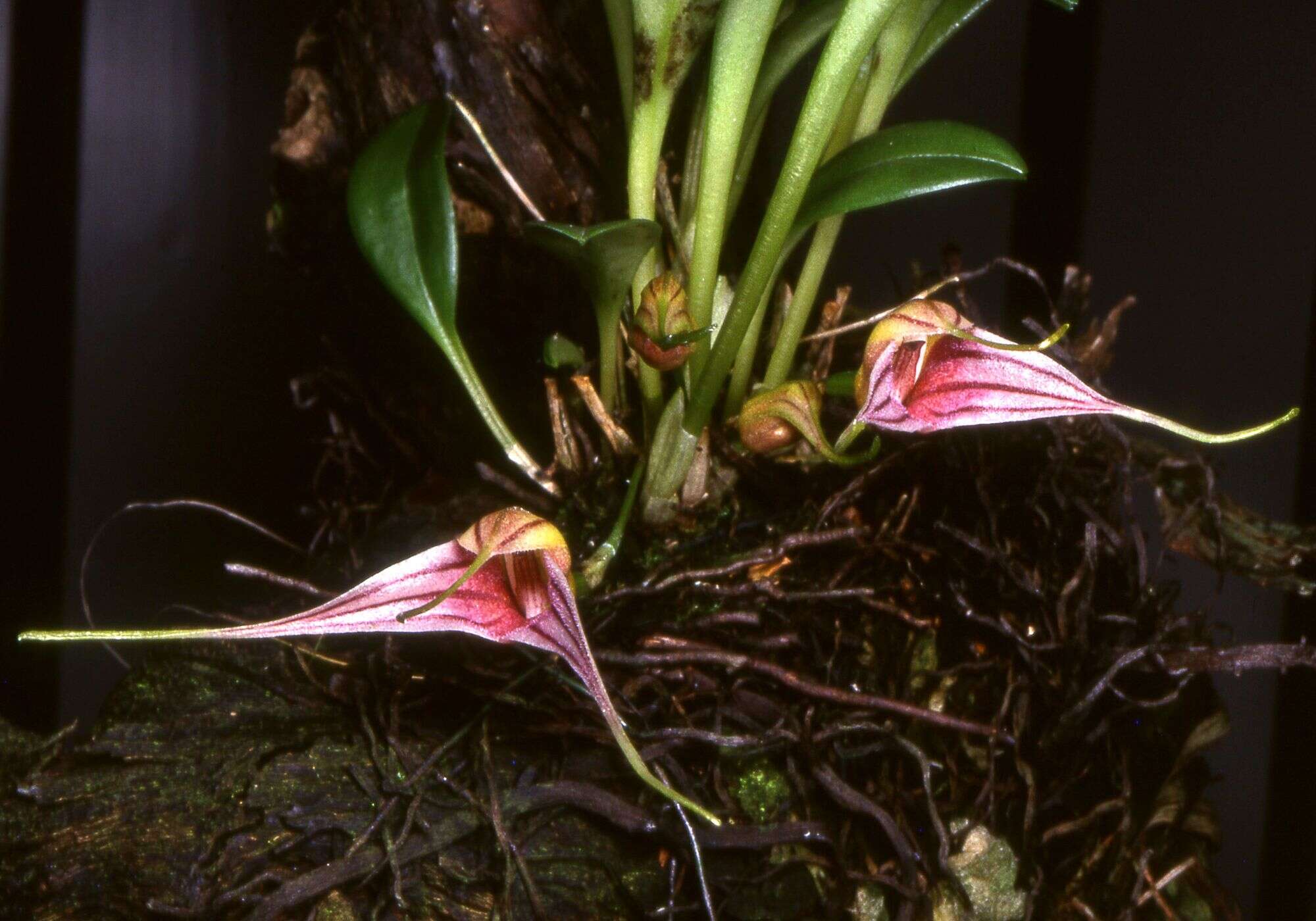Image of Masdevallia odontocera Luer & R. Escobar