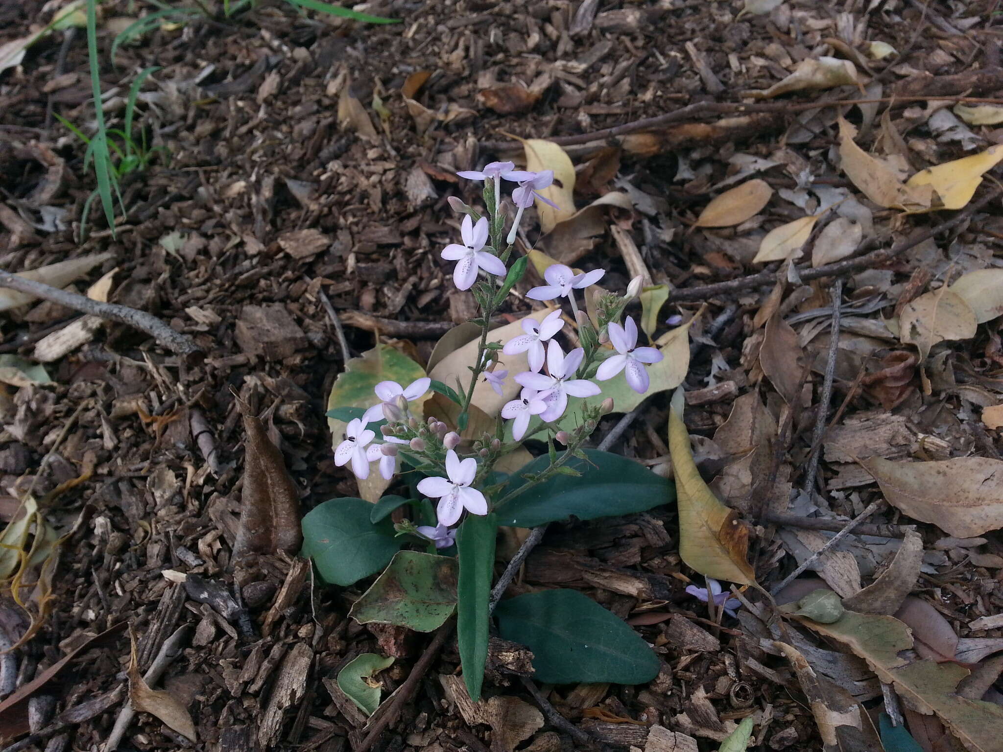 Image de Pseuderanthemum variabile (R. Br.) Radlk.