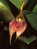 Image of masdevallia