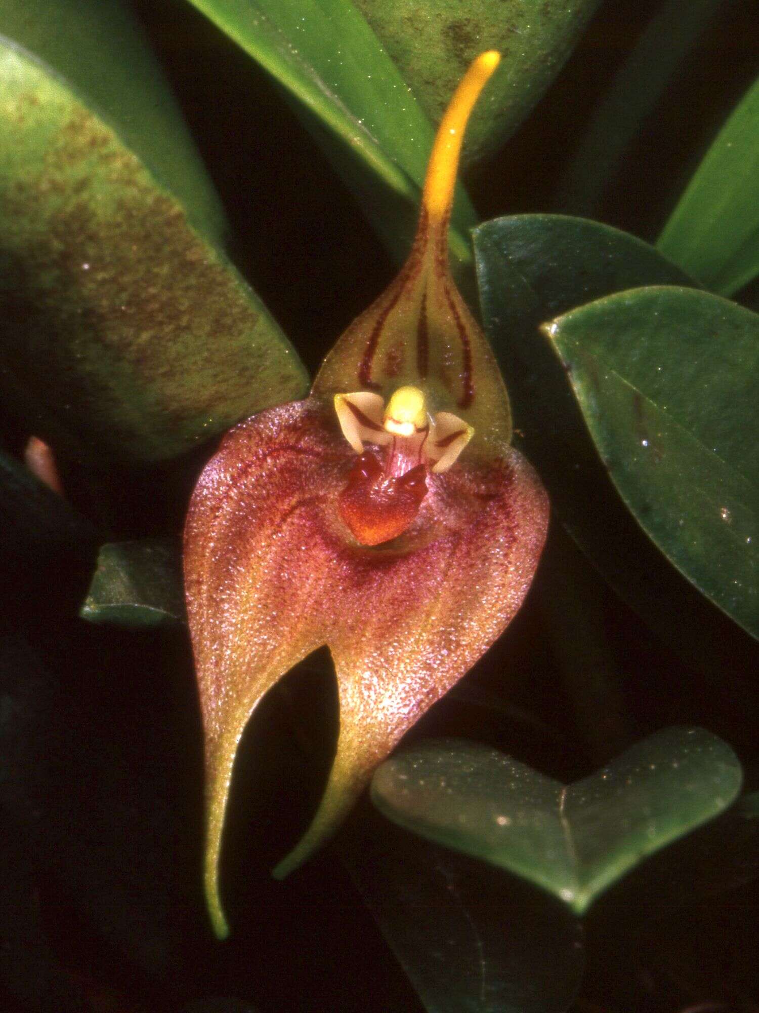 Image of masdevallia