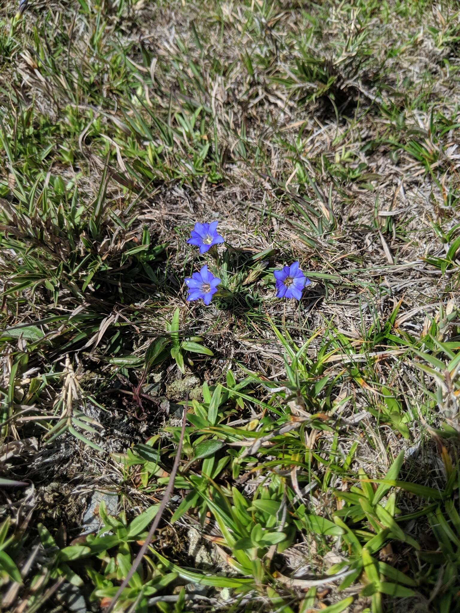 صورة Gentiana arisanensis Hayata