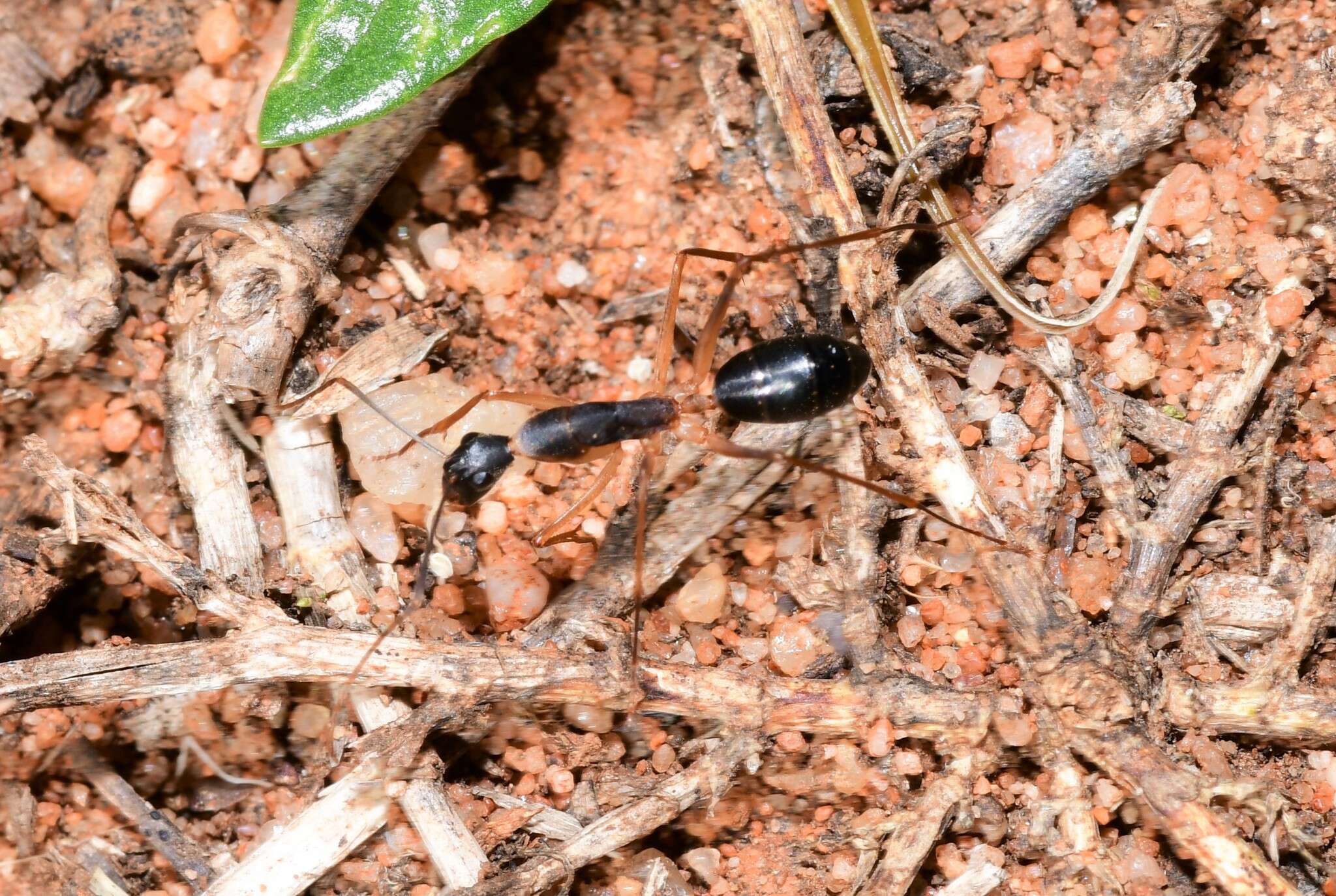 Image de Camponotus subnitidus famelicus Emery 1887