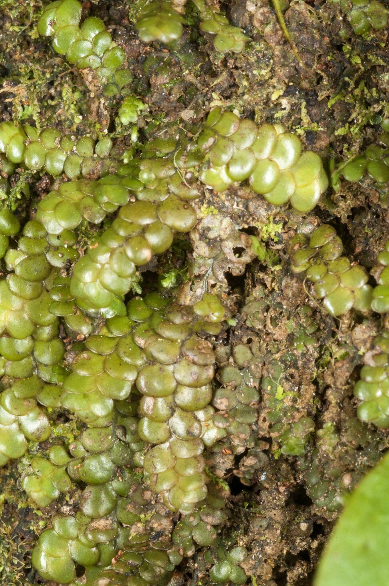 Image of Radula marginata (Hook. fil. & Taylor) Gottsche, Lindenb. & Nees