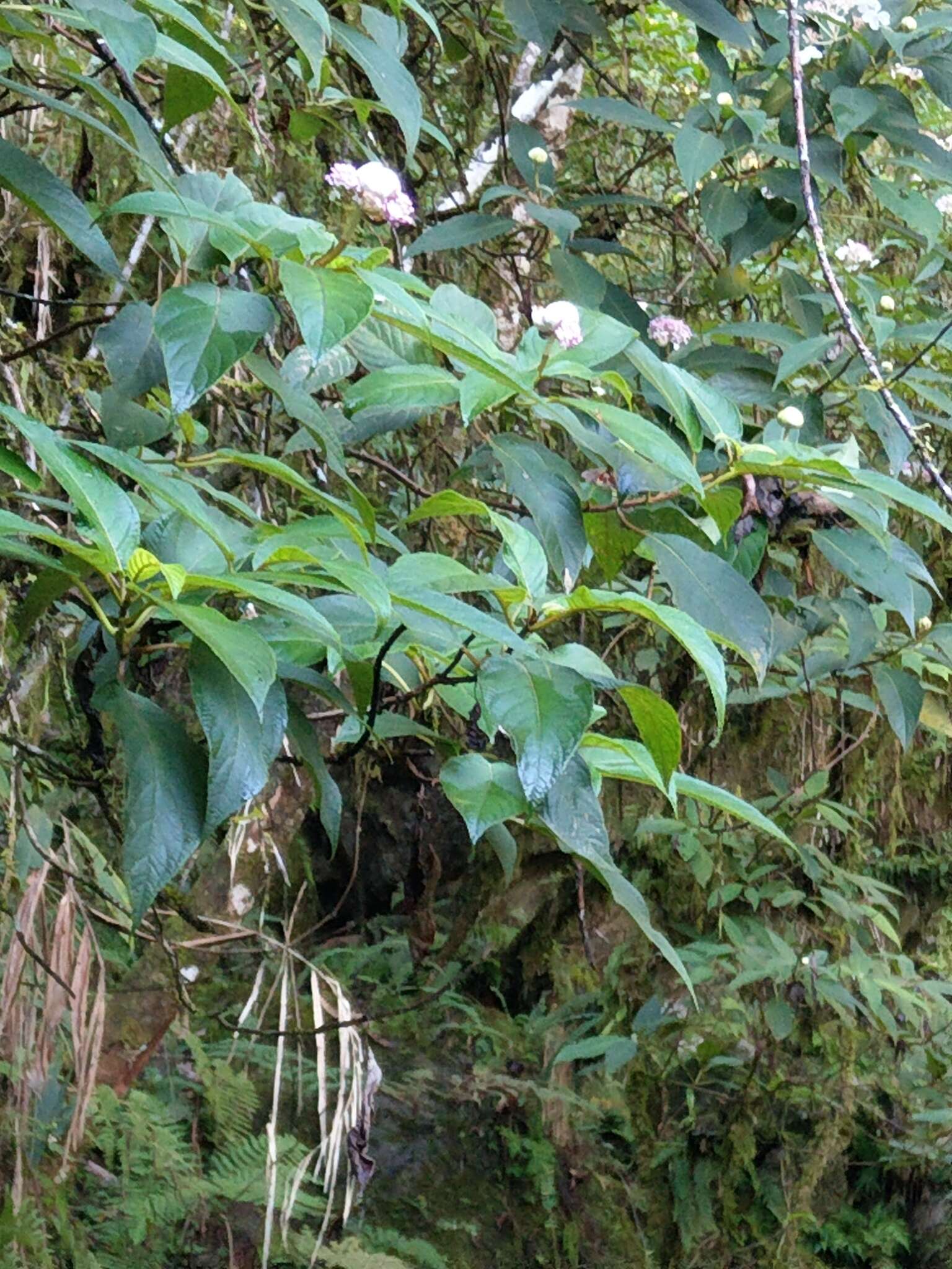 Image of Hydrangea longifolia Hayata