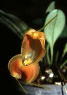 Image of masdevallia