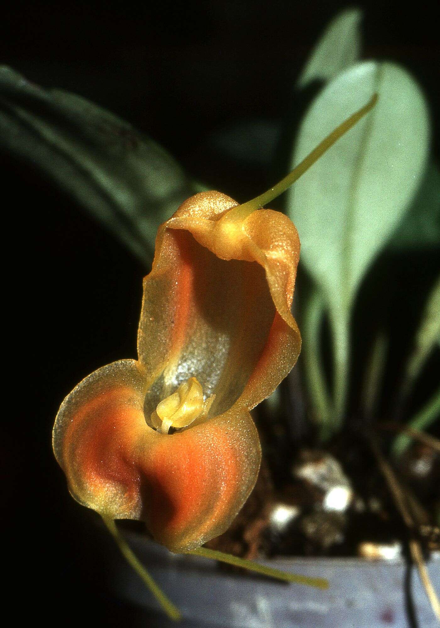 Image of masdevallia