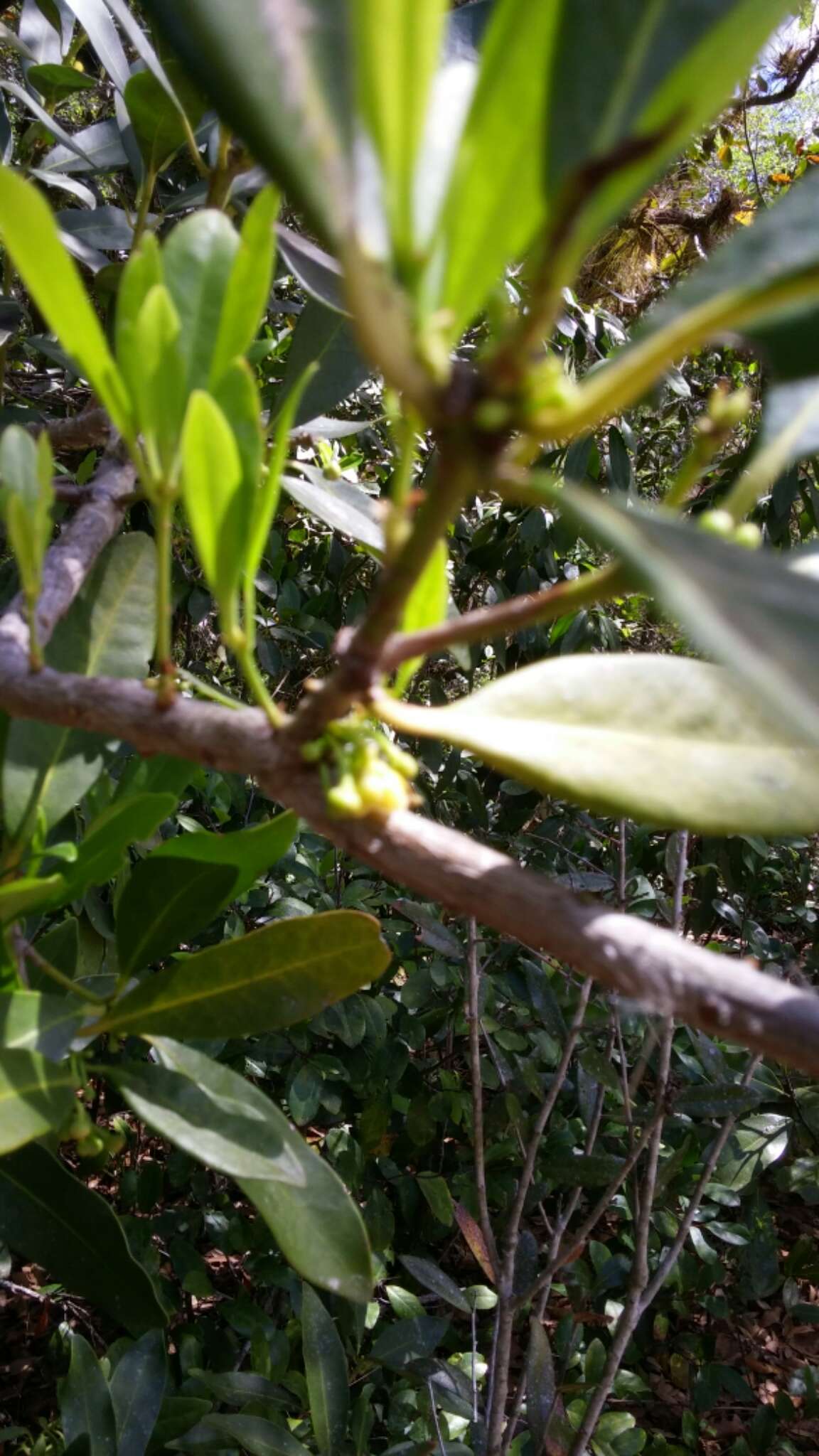 Image de Illicium parviflorum Michx.