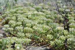 Слика од Alyssum umbellatum Desv.