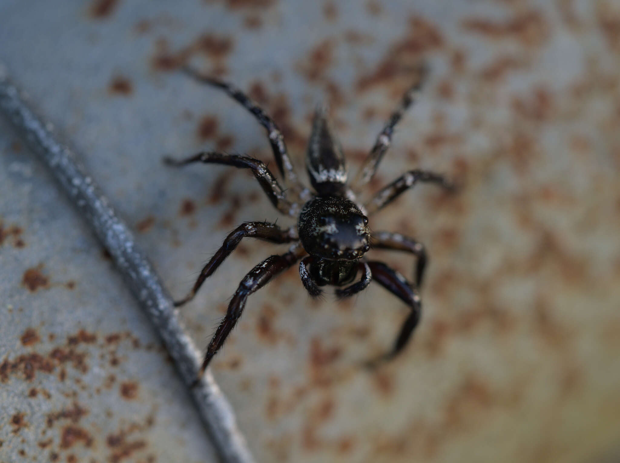 Image of Zenodorus swiftorum (Zhang & Maddison 2012)