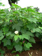 Image of upland cotton