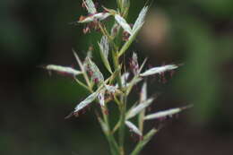 Image of Cymbopogon goeringii (Steud.) A. Camus