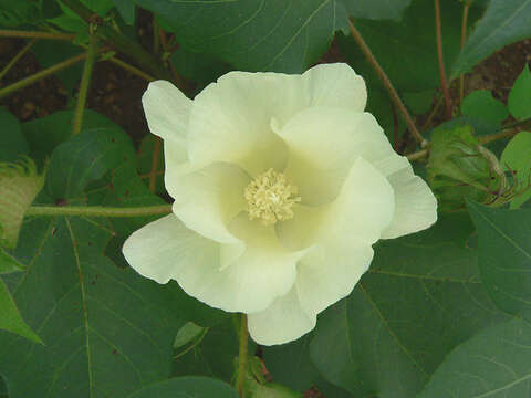 Image of upland cotton