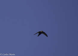 Image of Chestnut-collared Swift