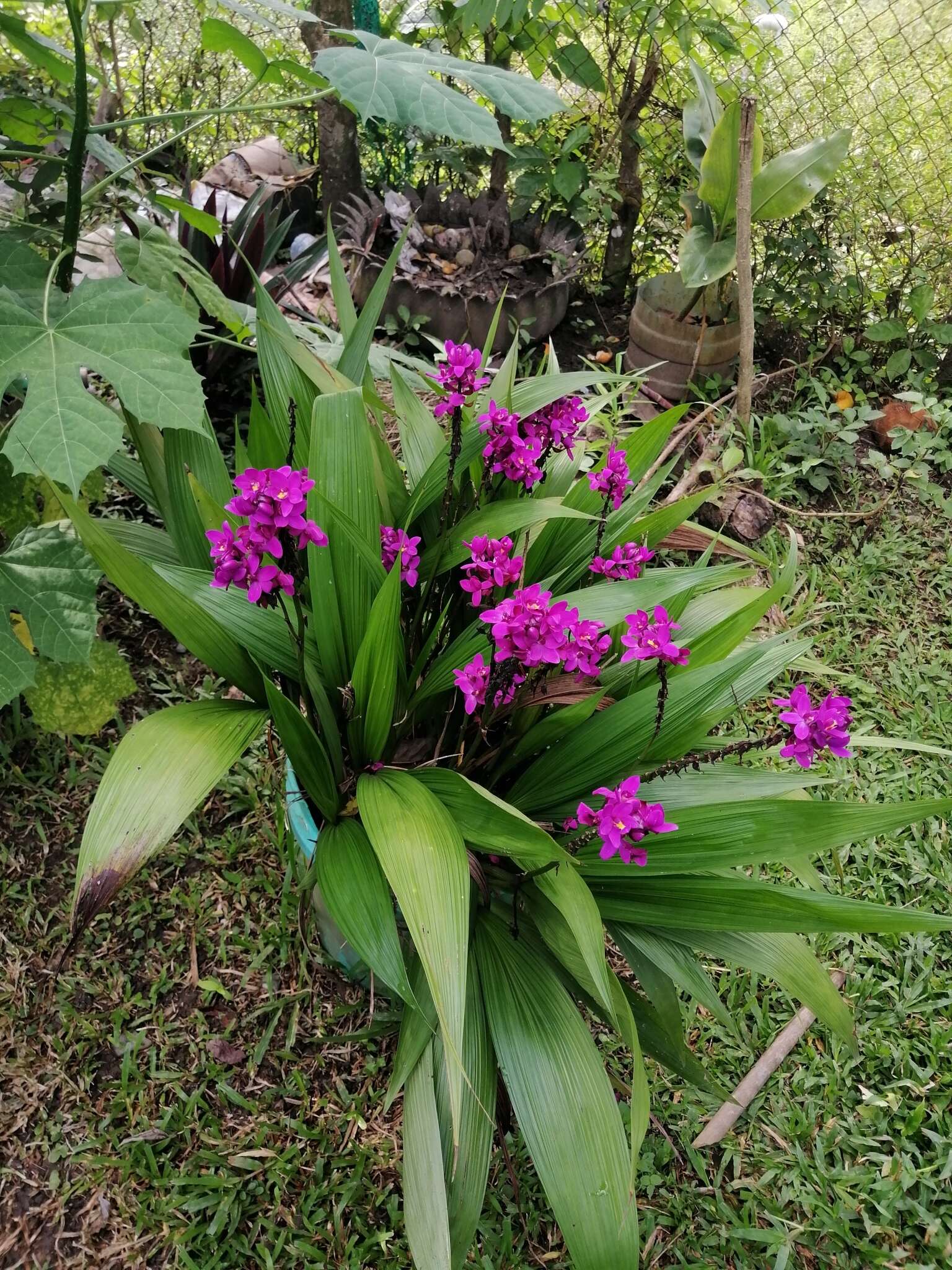 Image of Spathoglottis unguiculata (Labill.) Rchb. fil.