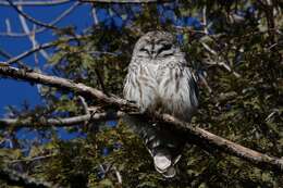 Image of Barred Owl