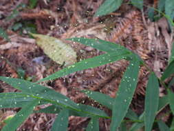 Plancia ëd Cyrtococcum patens var. latifolium (Honda) Ohwi