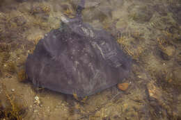 Image of Short-tail Stingray