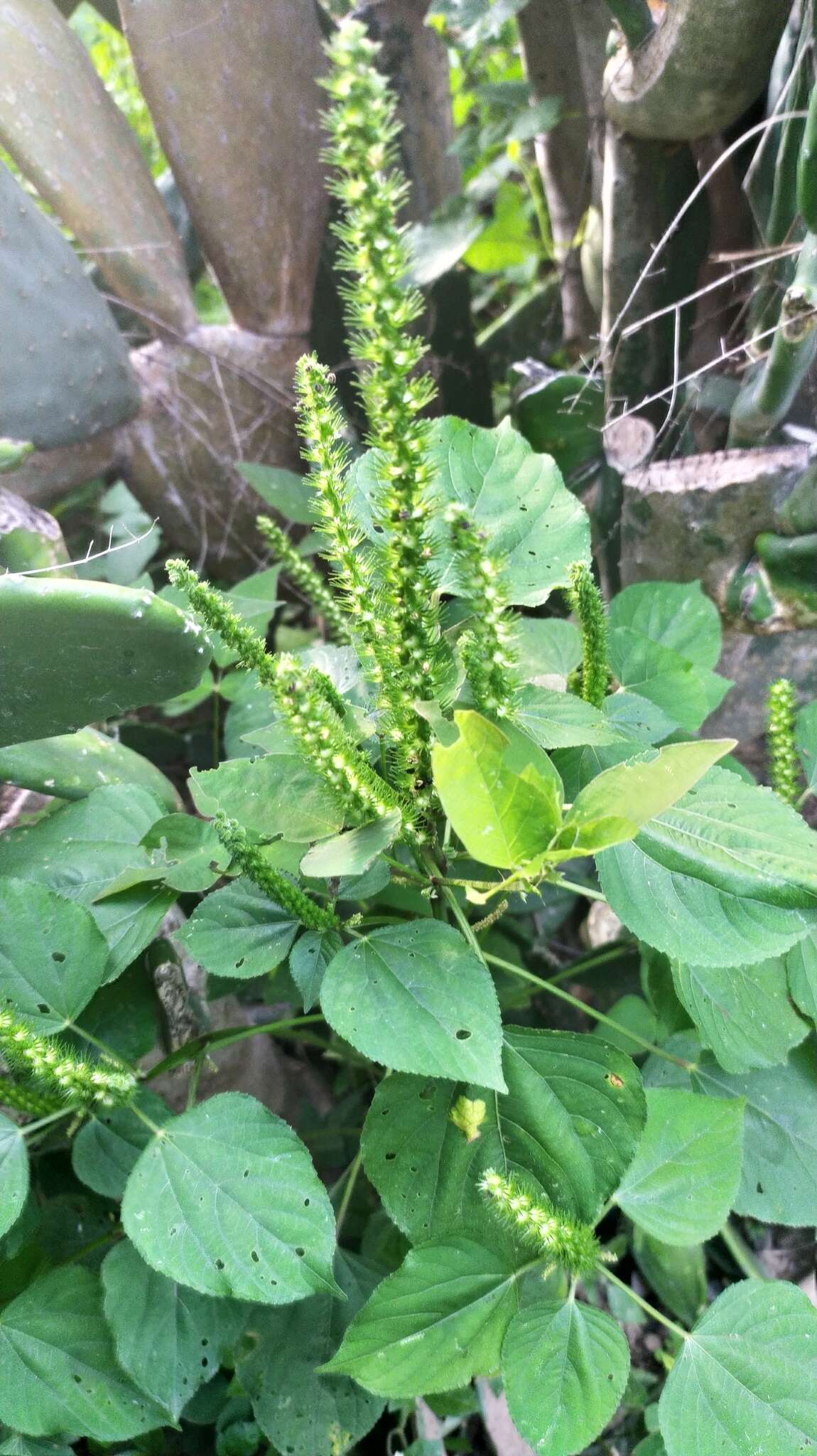 Imagem de Acalypha polystachya Jacq.