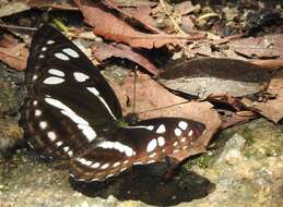 Image of Phaedyma columella Cramer 1782