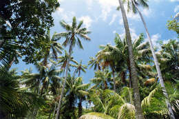 Image of Kentia Palm