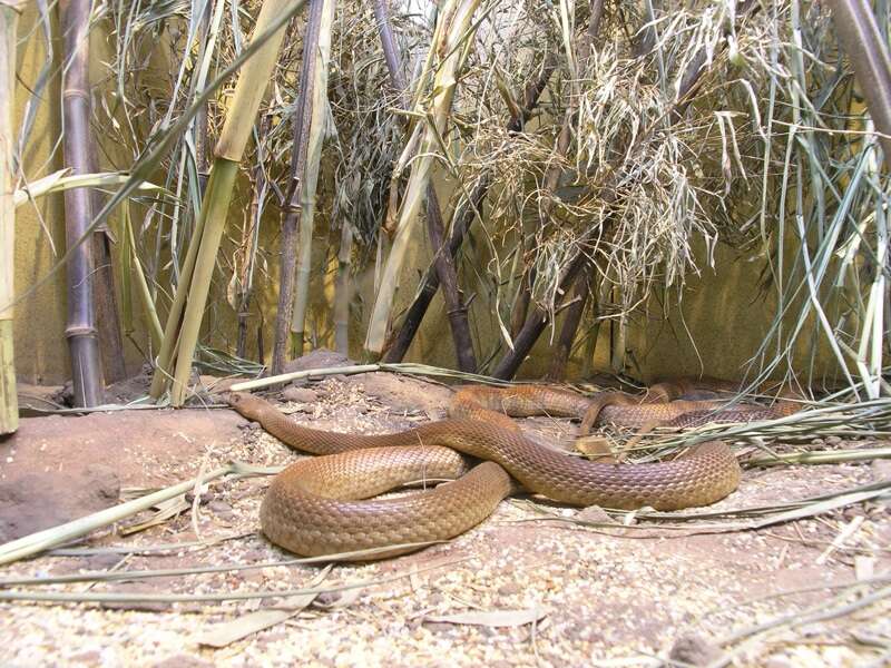 Image of inland taipan