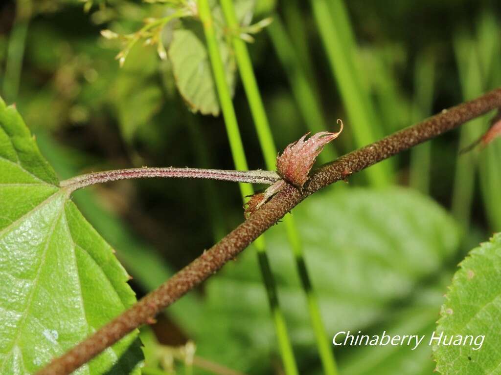 Image of Rubus lambertianus var. glandulosus Cardot