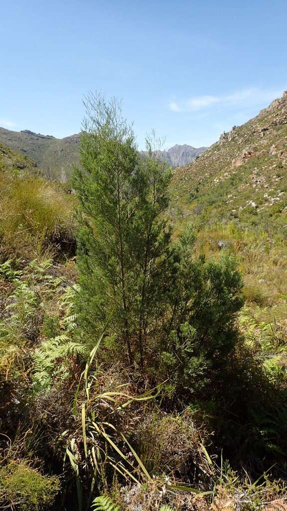 Image of Mountain cedar