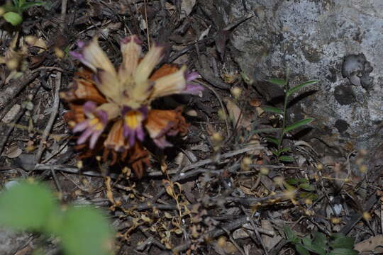 Image of Louisiana broomrape