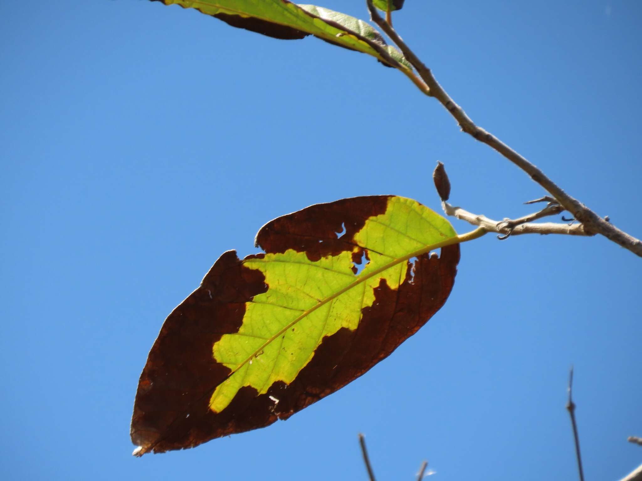 Plancia ëd Cordia rickseckeri Millsp.