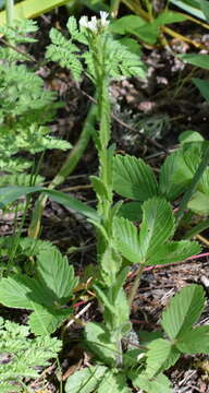 Sivun Arabis sagittata (Bertol.) DC. kuva