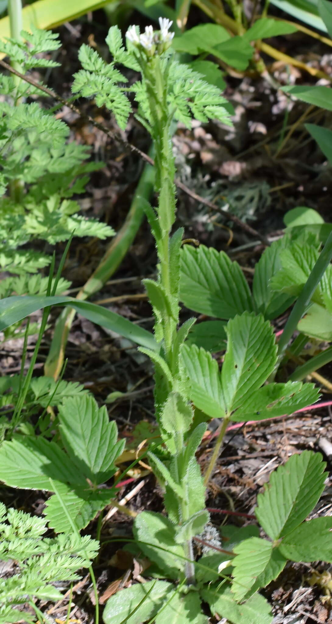 Image of Arabis sagittata (Bertol.) DC.