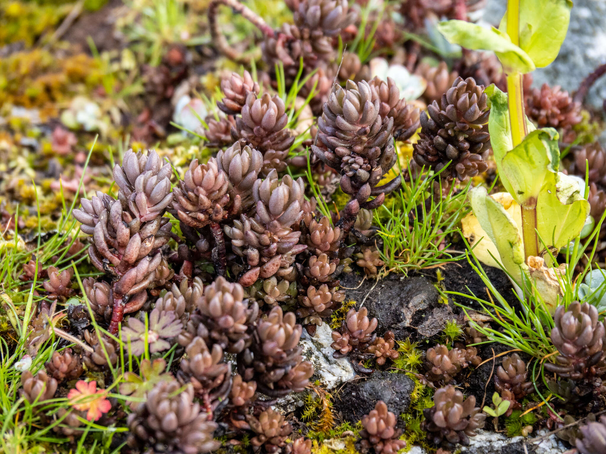 Image of spearleaf stonecrop