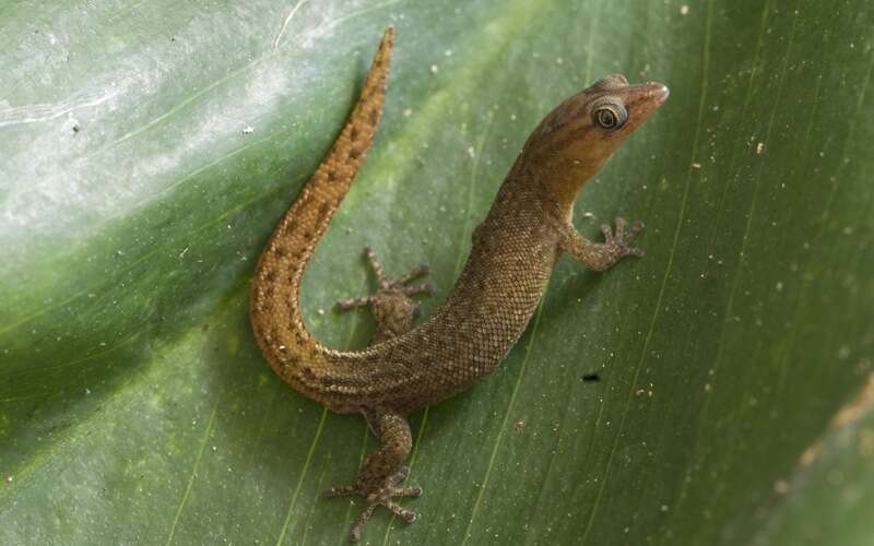 Image of Saba Least Gecko