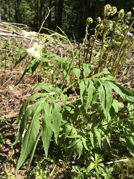 Image of Cardamine kitaibelii Bech.