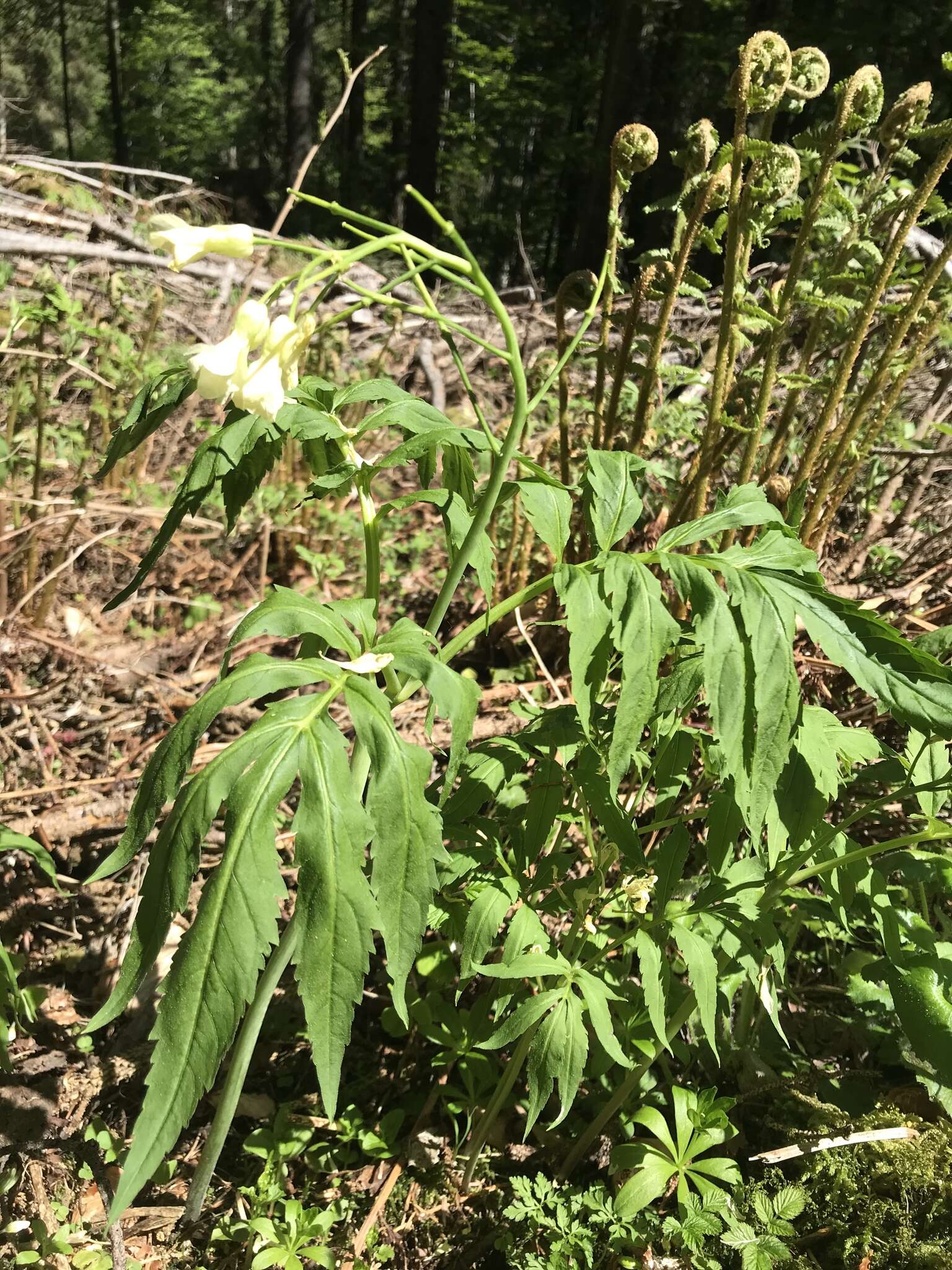 Слика од Cardamine kitaibelii Bech.