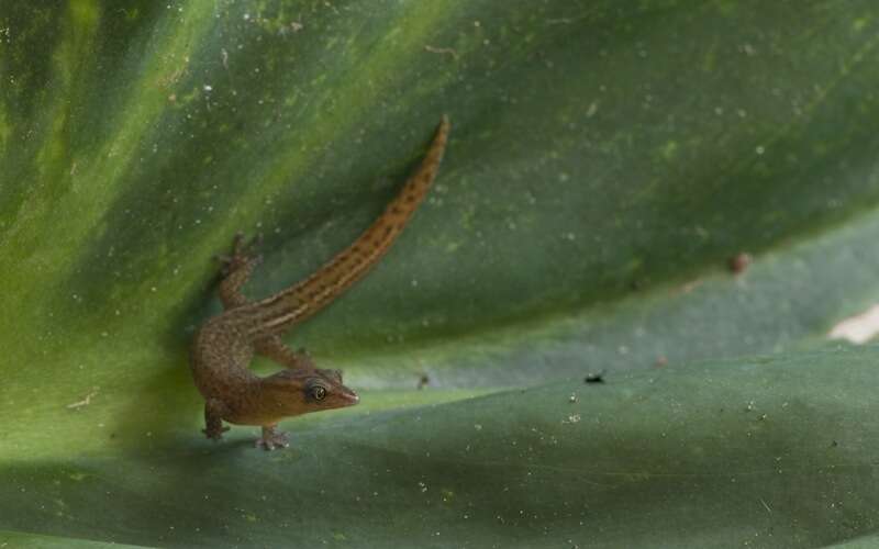 Image of Saba Least Gecko