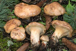 Image of Paxillus ammoniavirescens Contu & Dessì 1999