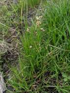 Image of Northern Sweet Vernal Grass