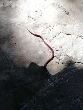 Image of Big Bend Black-headed Snake