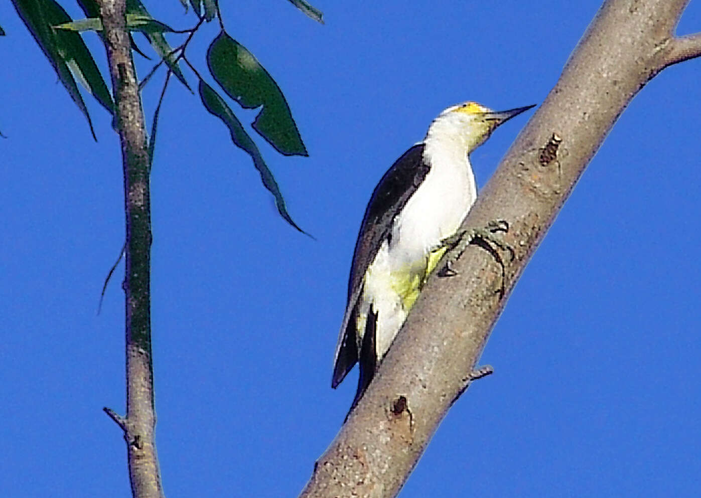 Image of White Woodpecker