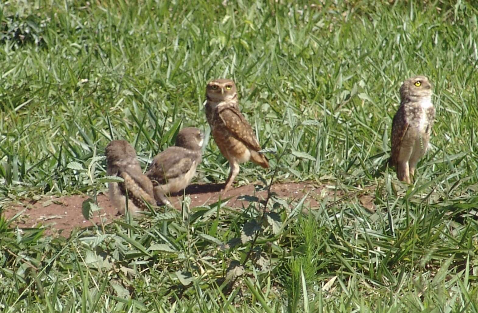 Image of Burrowing Owl