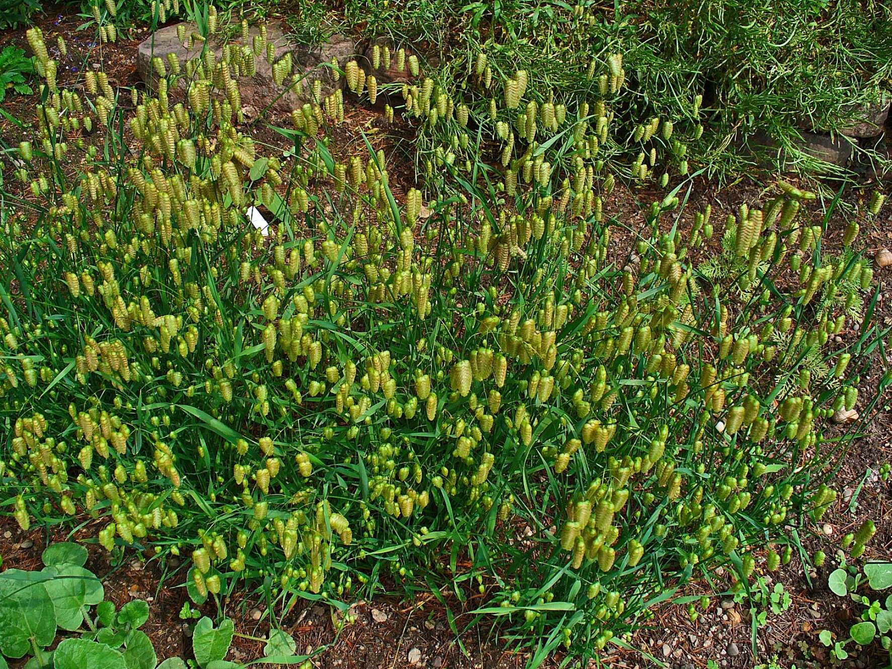 Image of big quakinggrass