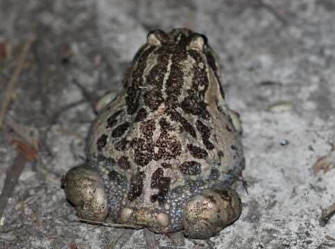 Image of Limnodynastes dumerilii Peters 1863