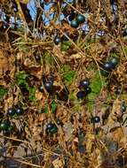 Image of white bryony