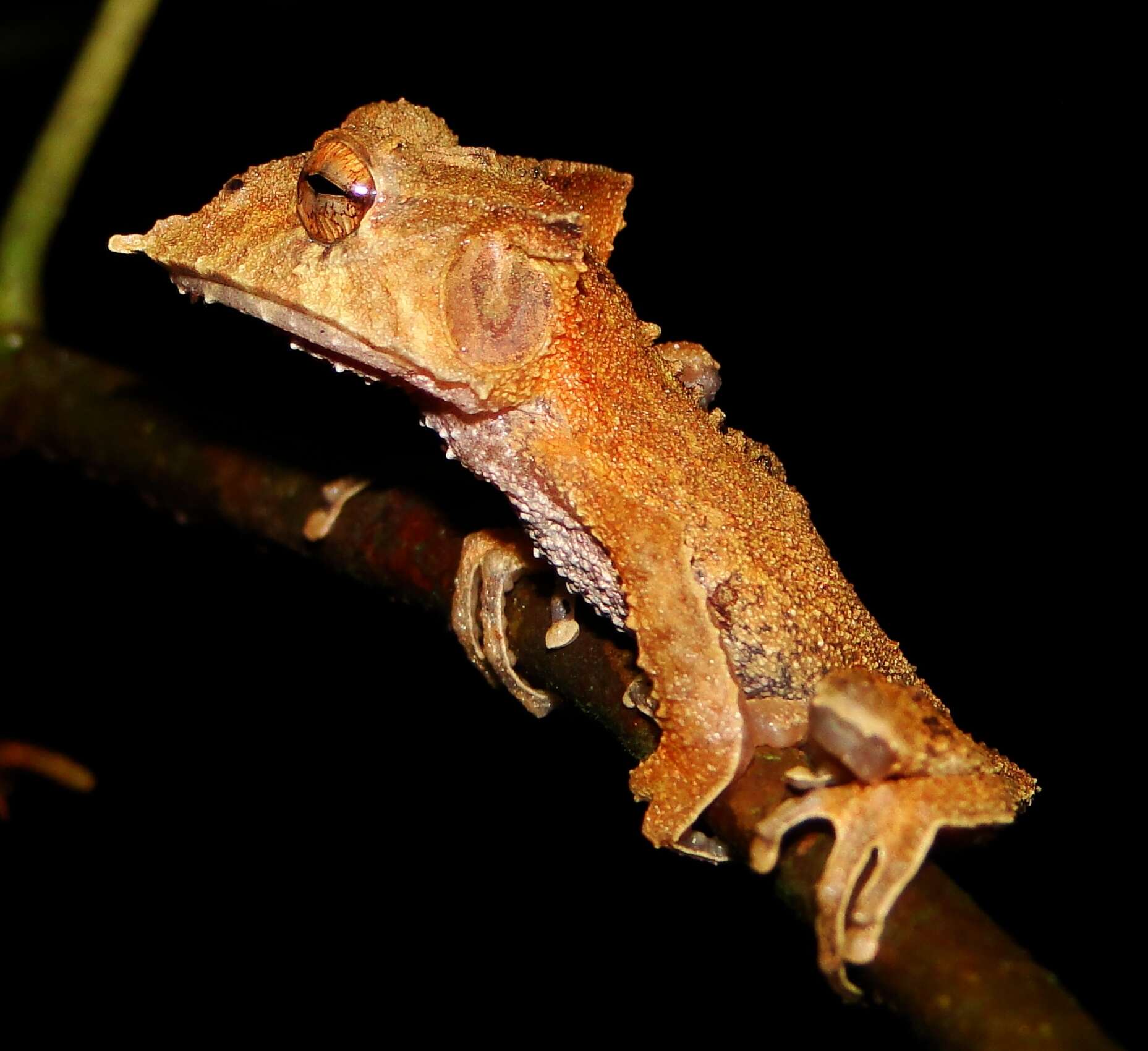 Image of Ecuador Horned Treefrog