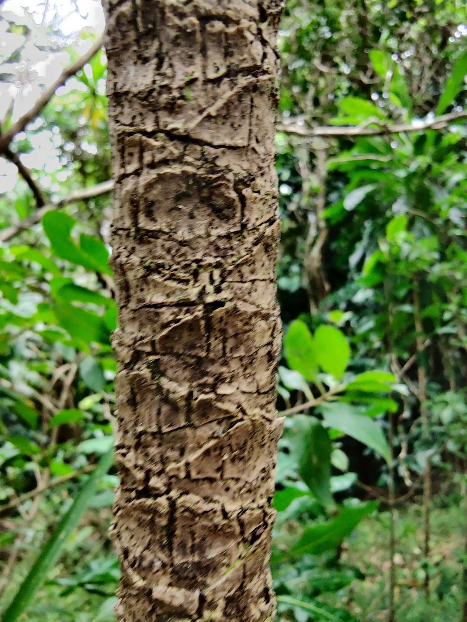 Image of Cordyline obtecta (Graham) Baker