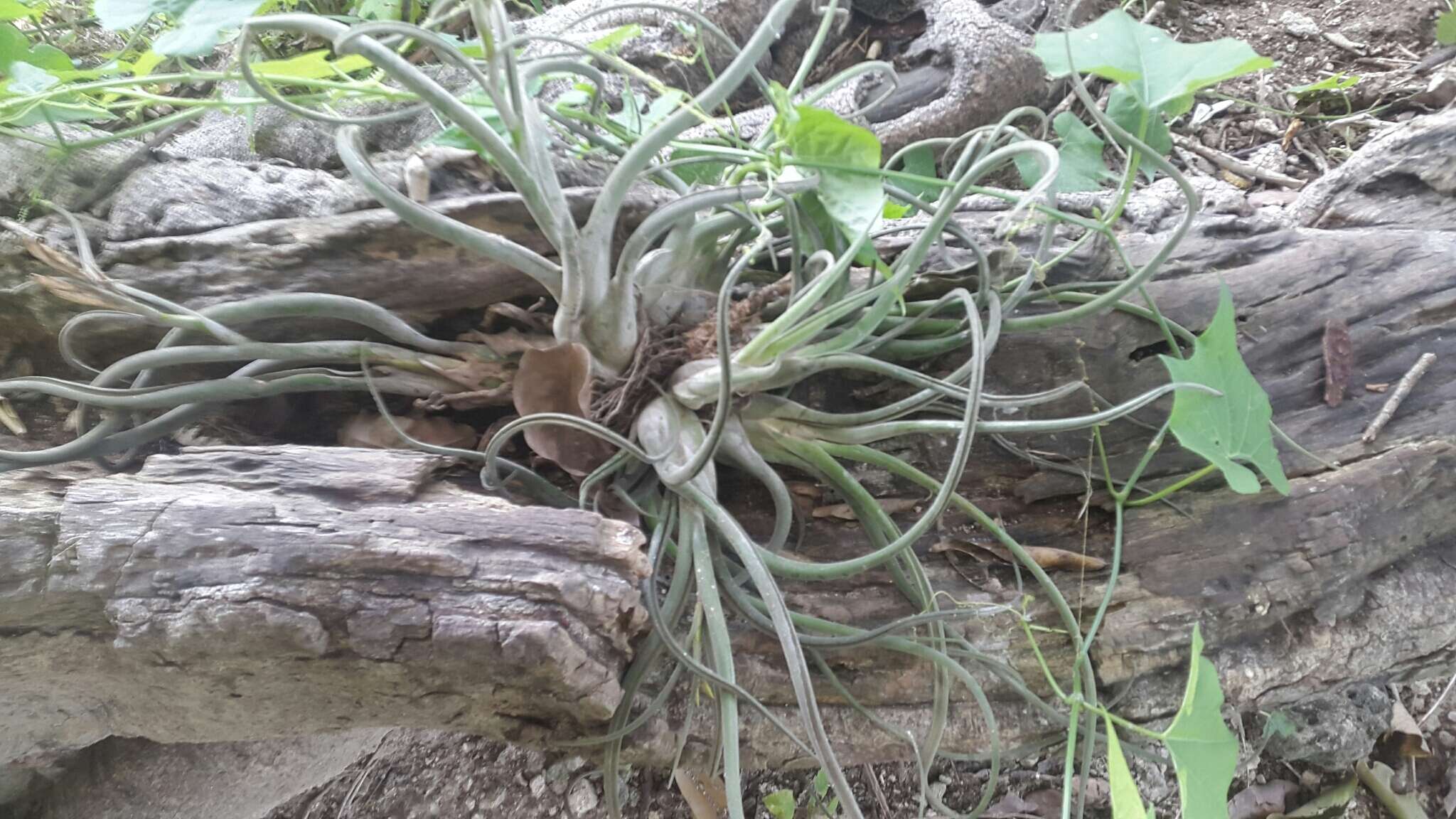 Image de Tillandsia caput-medusae É. Morren