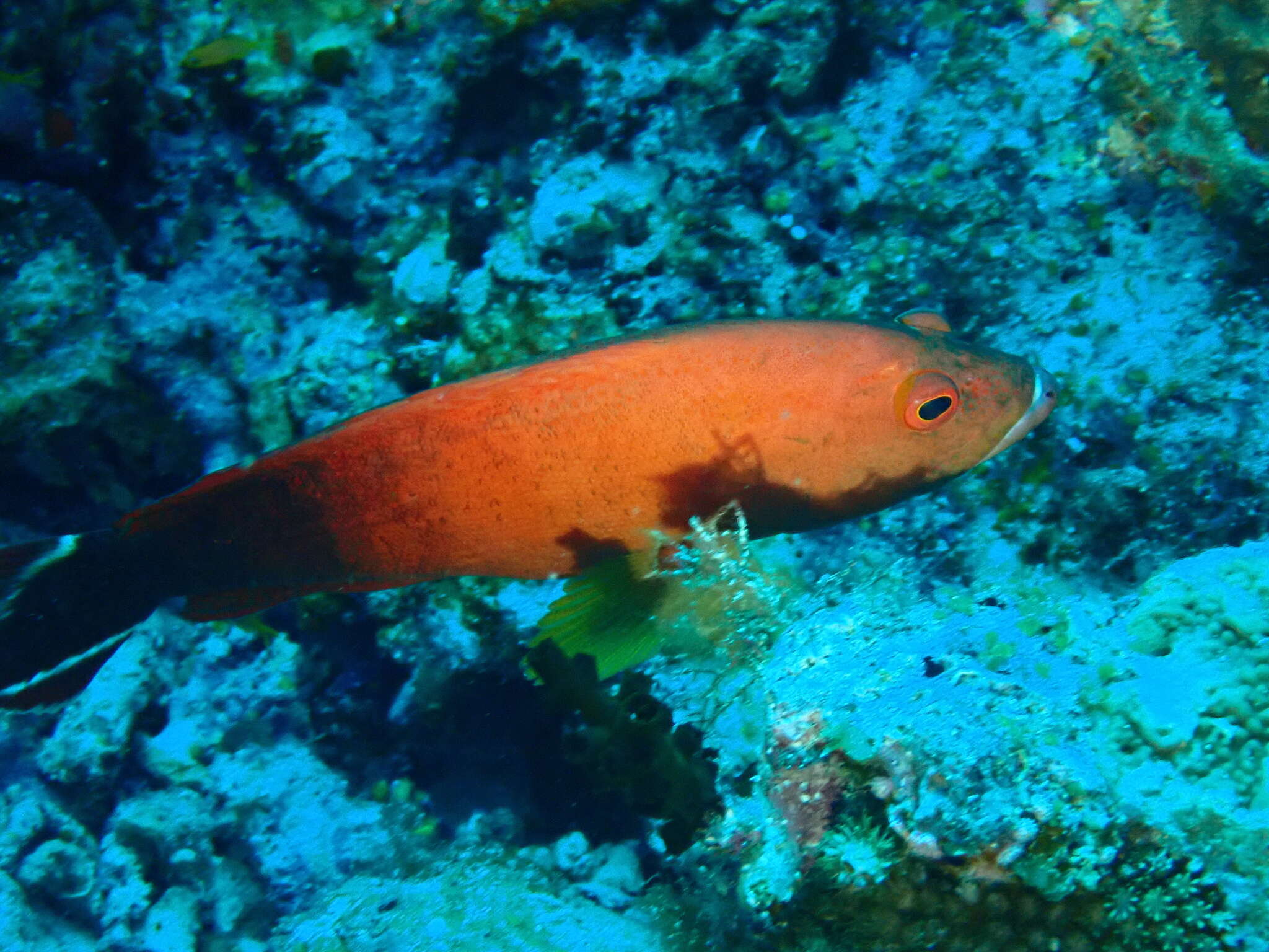 Cephalopholis urodeta (Forster 1801) resmi