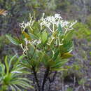 Imagem de Psychotria rupicola (Baill.) Schltr.