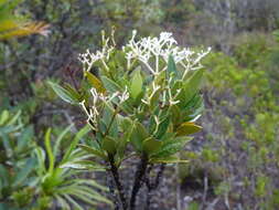 Image of Psychotria rupicola (Baill.) Schltr.